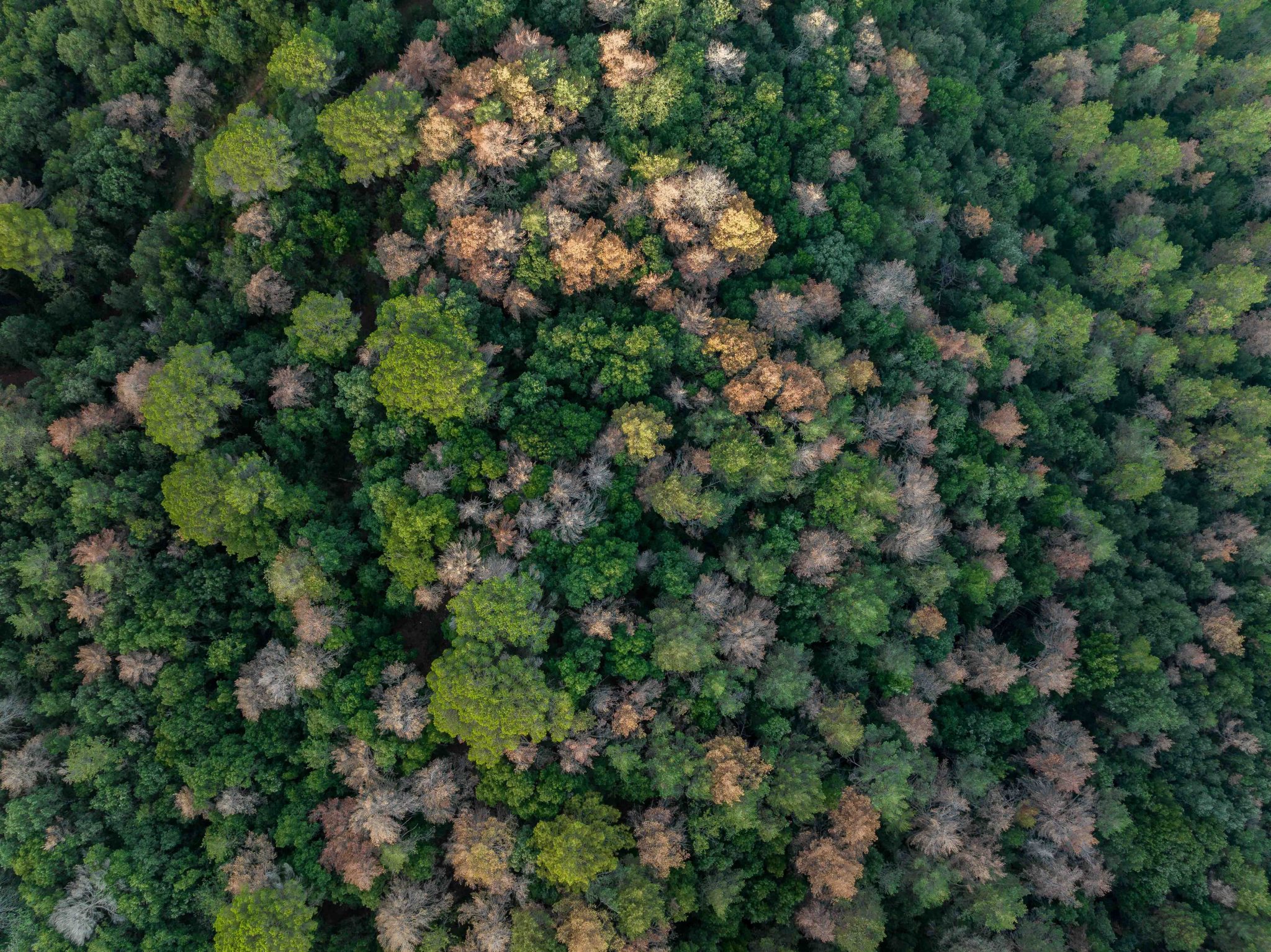 Montseny. Crèdits: Sergi Boixader