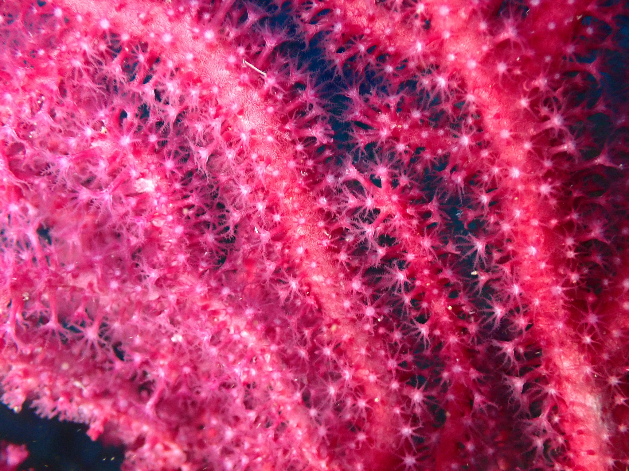 Gorgònia vermella (Paramuricea clavata)