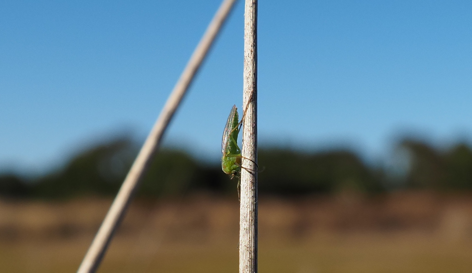 Quironòmid sobre una branca
