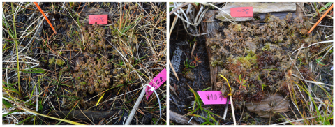 Torberes del Pirineu