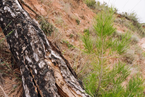 Tronc de pi roig mort cremat a terra