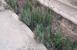 Exemple de cuneta verda incorporada al medi urbà. Font: Naturalea